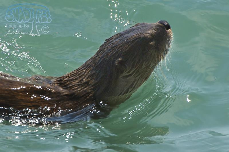 River Otter - Lutra canadensis