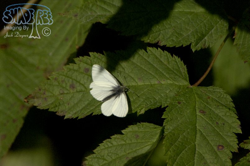 White Butterfly - Unknown sp.