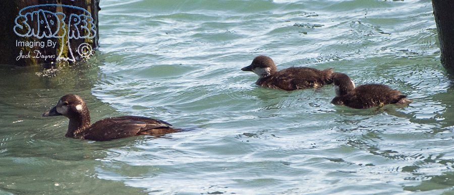 Harlequin Duck - Histrionicus histrionicus