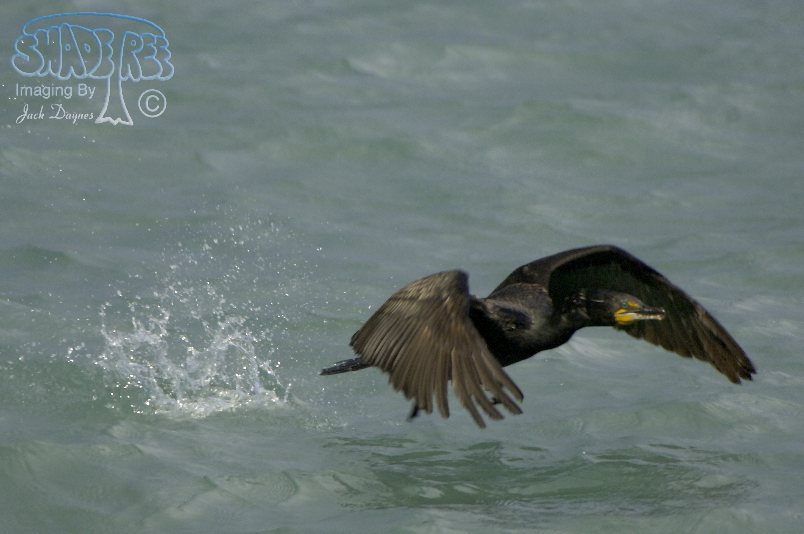 Double-Crested Cormorant - Phalacrocorax auritus