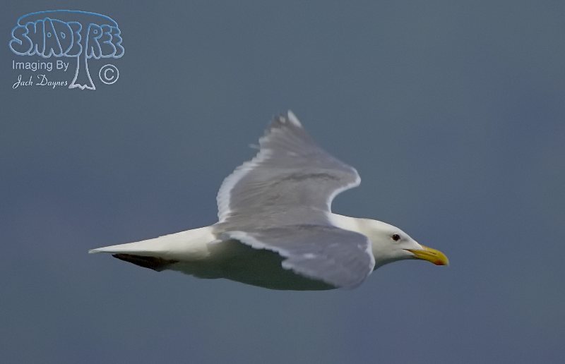 Glaucous-Winged Gull - Larus glaucescens