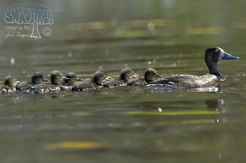 Lesser Scaup - Aythya affinis