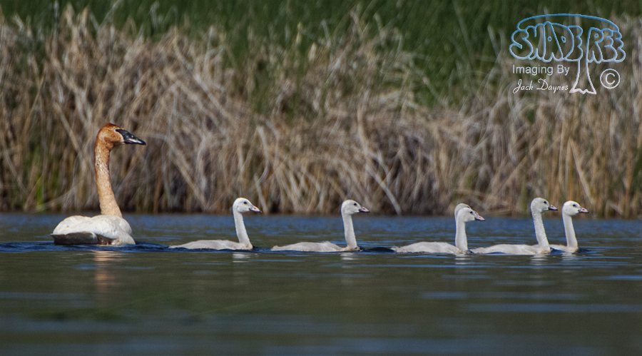 Trumpeter Swan - Cygnus buccinator