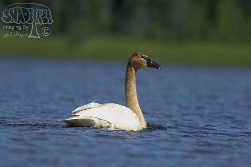 Trumpeter Swan - Cygnus buccinator
