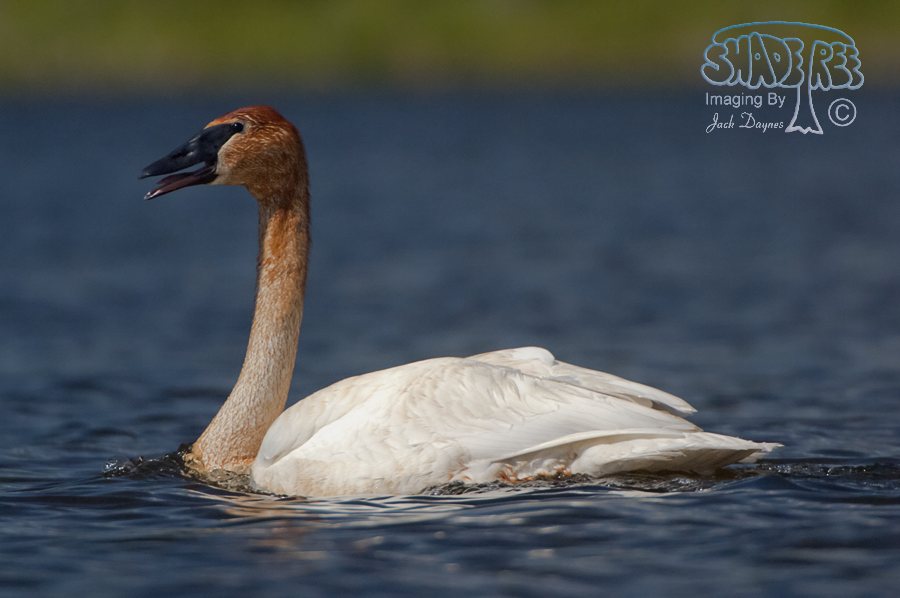 Trumpeter Swan - Cygnus buccinator