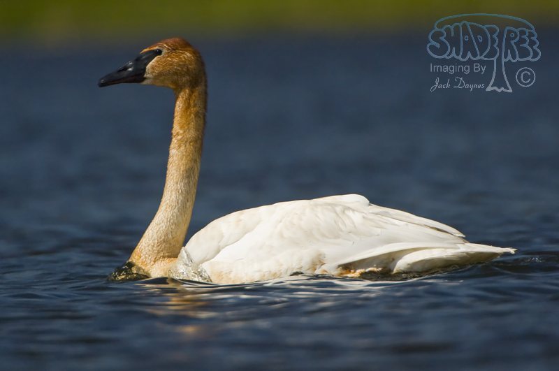 Trumpeter Swan - Cygnus buccinator