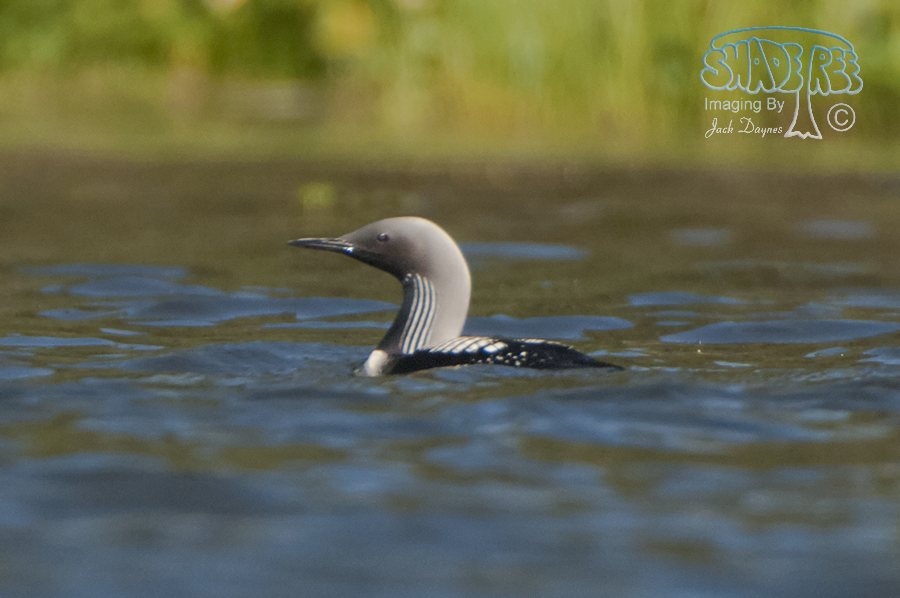 Pacific Loon - Gavia pacifica