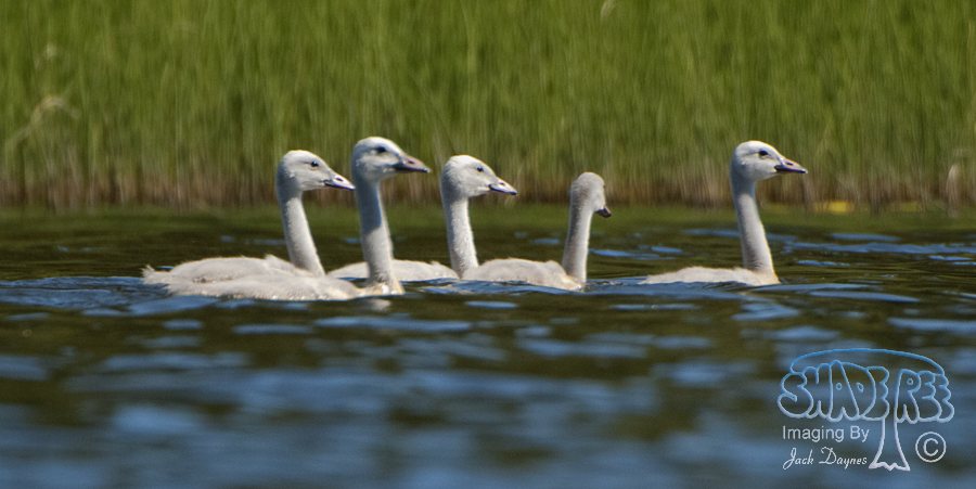 Trumpeter Swan - Cygnus buccinator