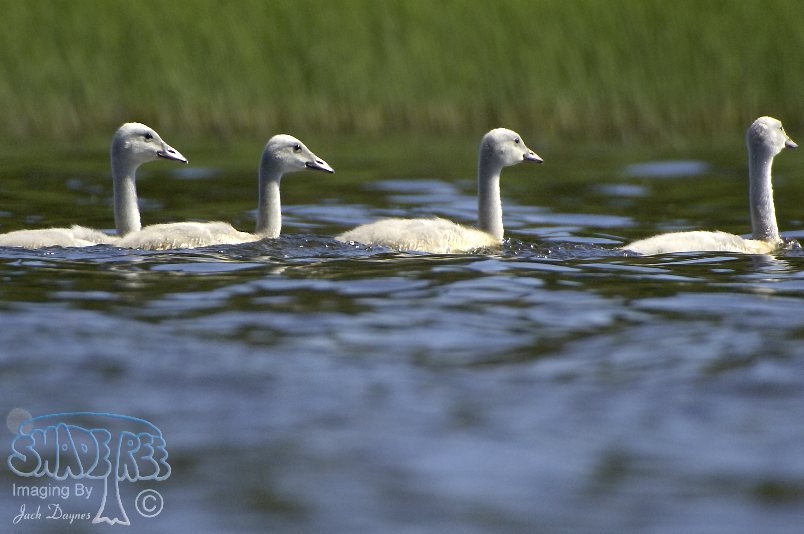 Trumpeter Swan - Cygnus buccinator