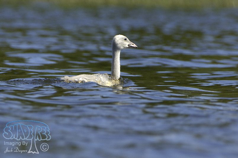 Trumpeter Swan - Cygnus buccinator