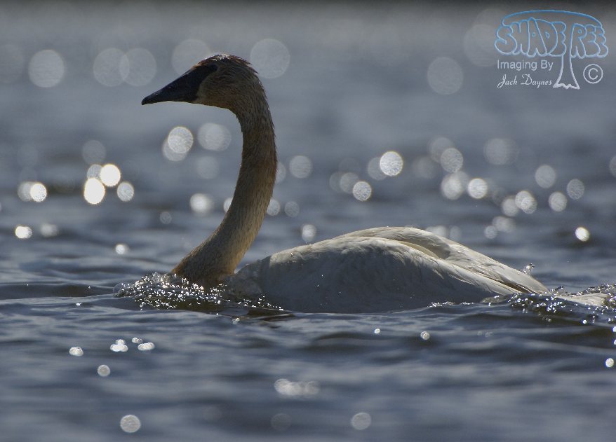 Trumpeter Swan - Cygnus buccinator