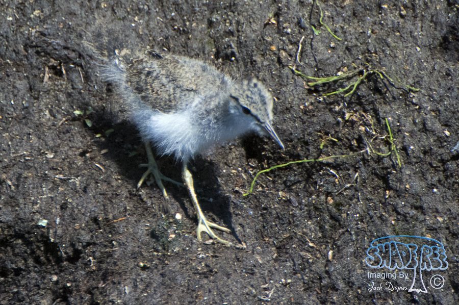 Spotted Sandpiper - Tringa macularia