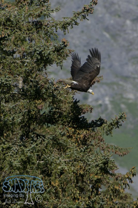 Bald Eagle - Haliaeetus leucocephalus