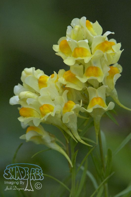 Butter and Eggs Flower - Linaria vulgaris