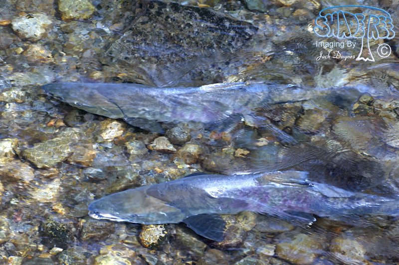 Chum Salmon - Oncorhynchus keta