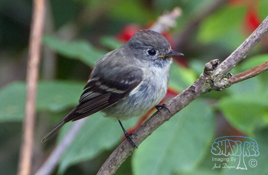 Ruby-Crowned Kinglet - Regulus calendula