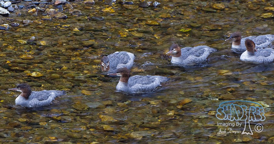 Common Merganser - Mergus merganser