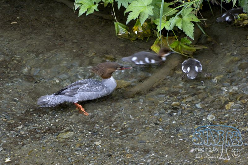Common Merganser - Mergus merganser