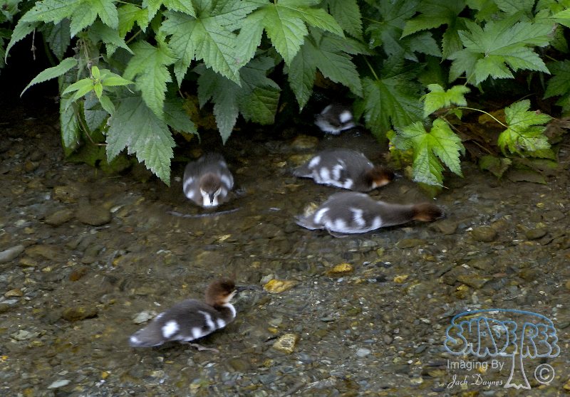 Common Merganser - Mergus merganser