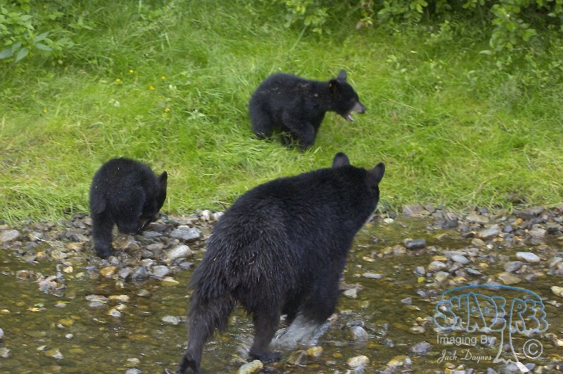 American Black Bear - Ursus americanus
