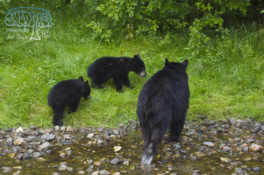 American Black Bear - Ursus americanus