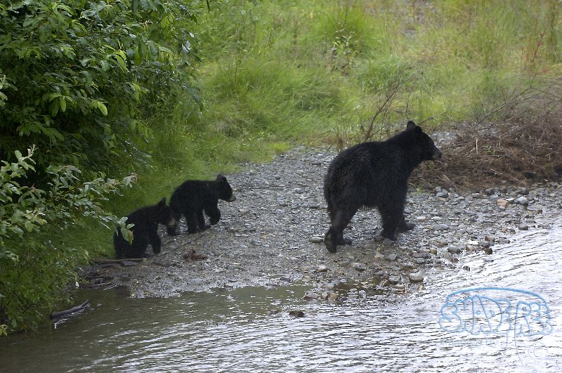 American Black Bear - Ursus americanus