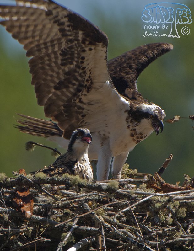 Osprey - Pandion haliaetus