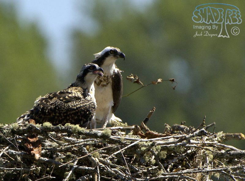 Osprey - Pandion haliaetus