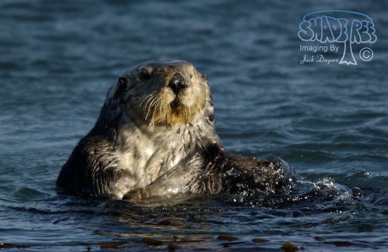 Sea Otter - Enhydra lutris