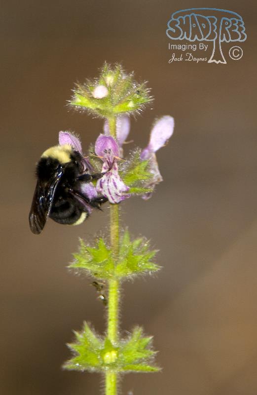 Yellow-faced Bumble Bee - Bombus vosnesenskii