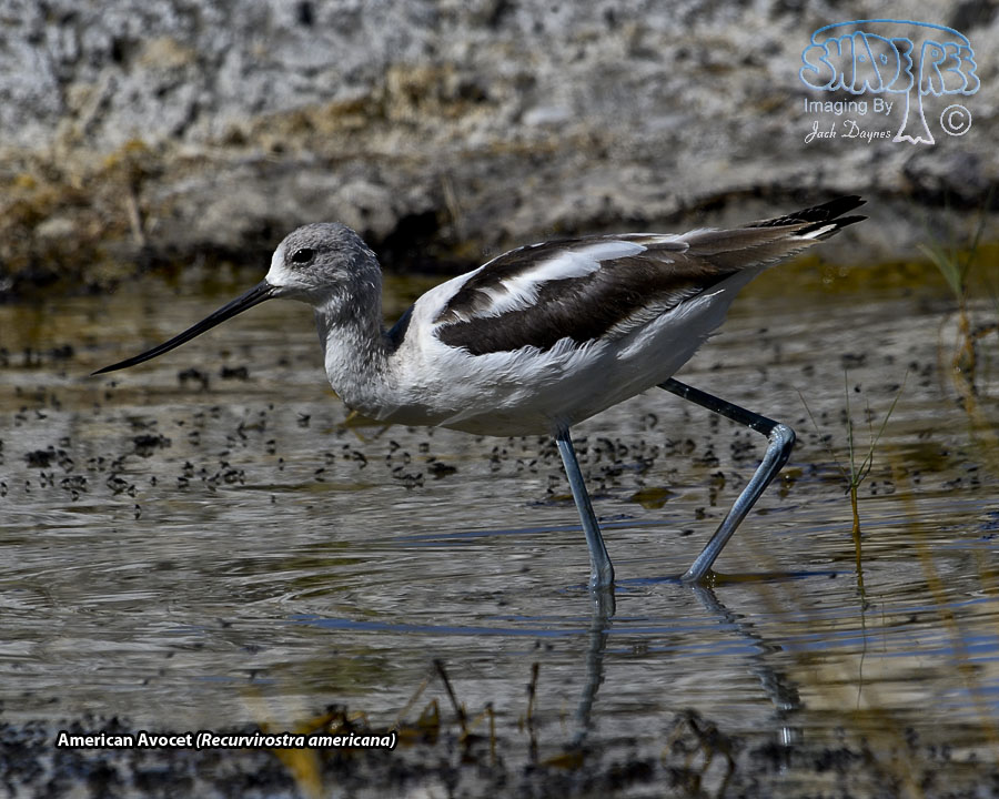 American Avocet - Recurvirostra americana