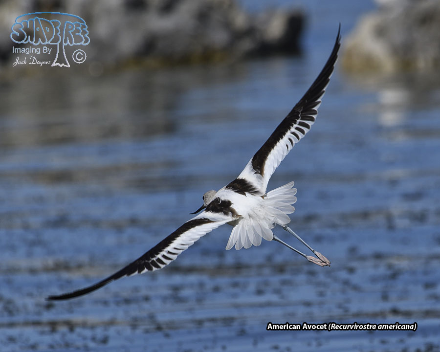 American Avocet - Recurvirostra americana