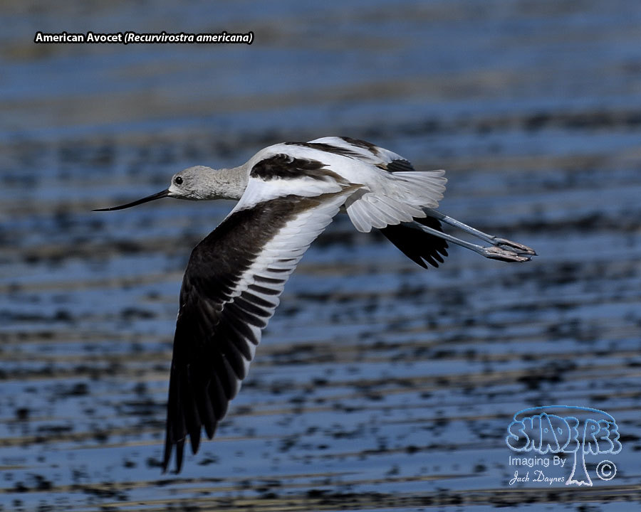 American Avocet - Recurvirostra americana