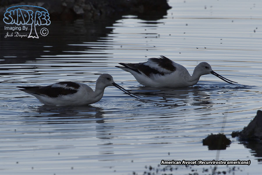American Avocet - Recurvirostra americana
