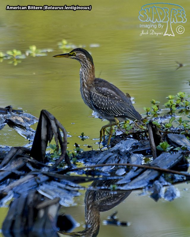 American Bittern - Botaurus lentiginosus