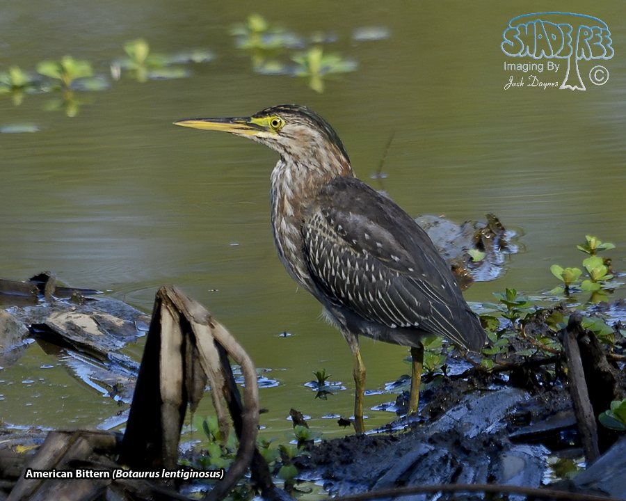 American Bittern - Botaurus lentiginosus