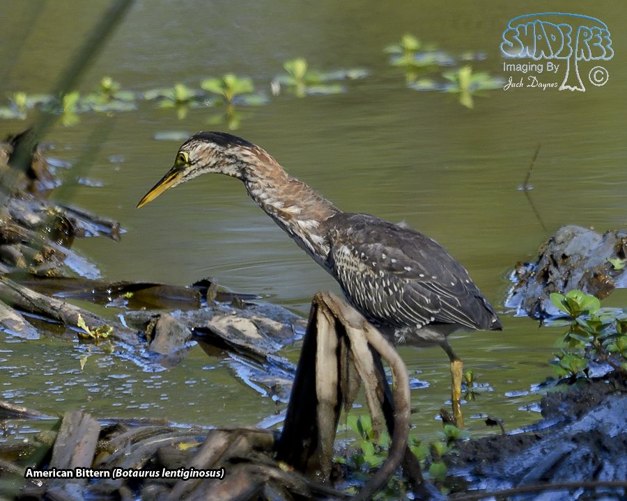 American Bittern - Botaurus lentiginosus