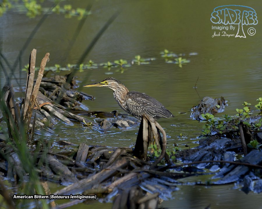 American Bittern - Botaurus lentiginosus