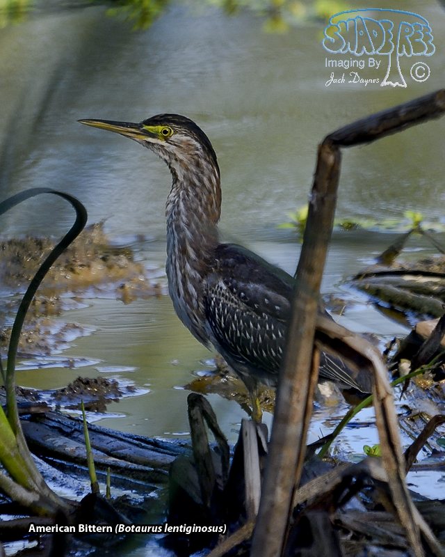 American Bittern - Botaurus lentiginosus