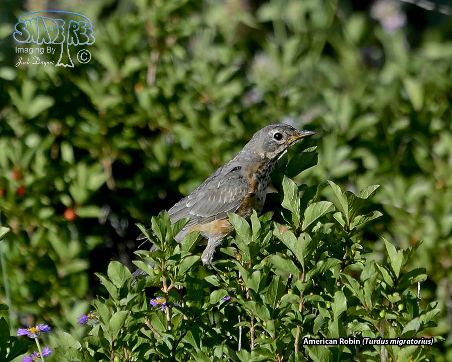 American Robin - Turdus migratorius