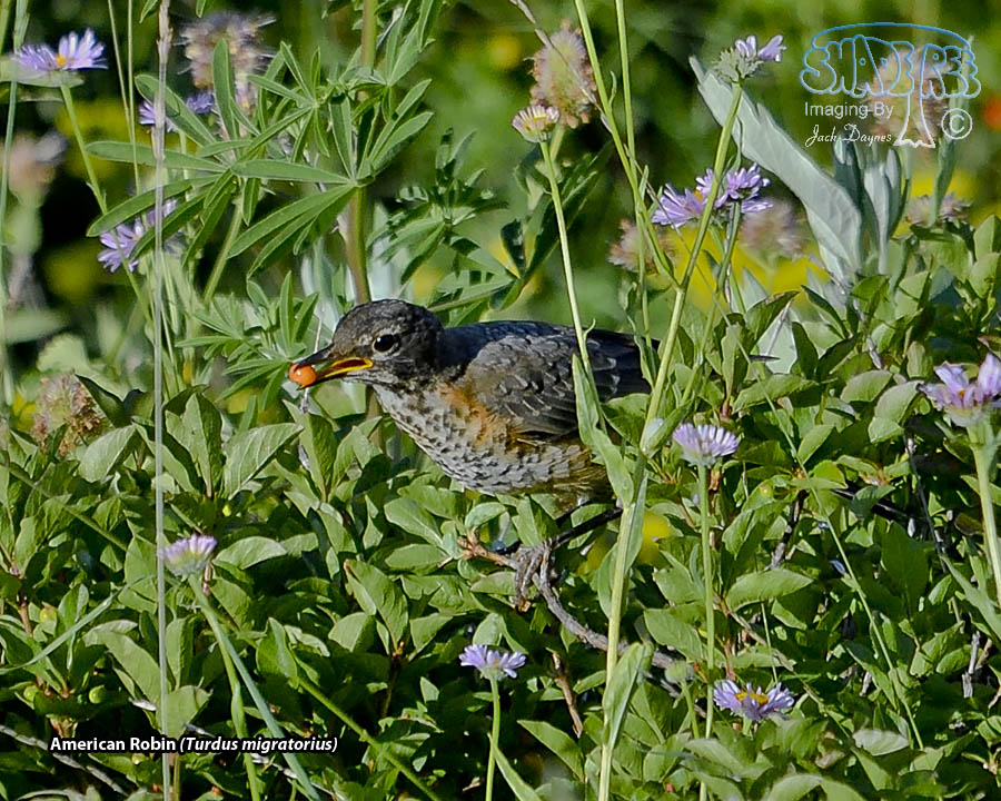 American Robin - Turdus migratorius