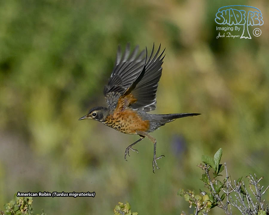 American Robin - Turdus migratorius