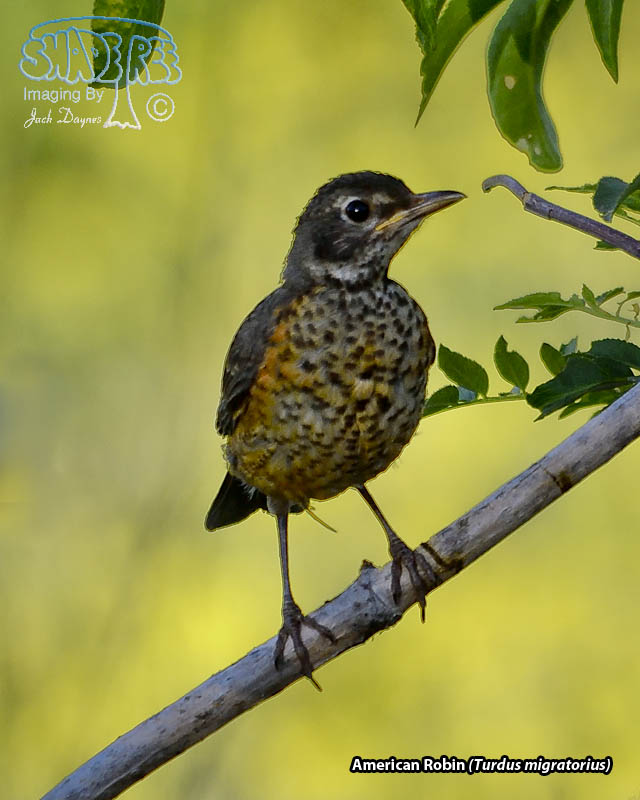 American Robin - Turdus migratorius