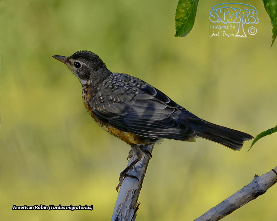 American Robin - Turdus migratorius