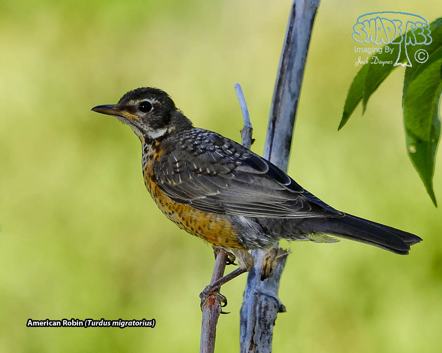 American Robin - Turdus migratorius