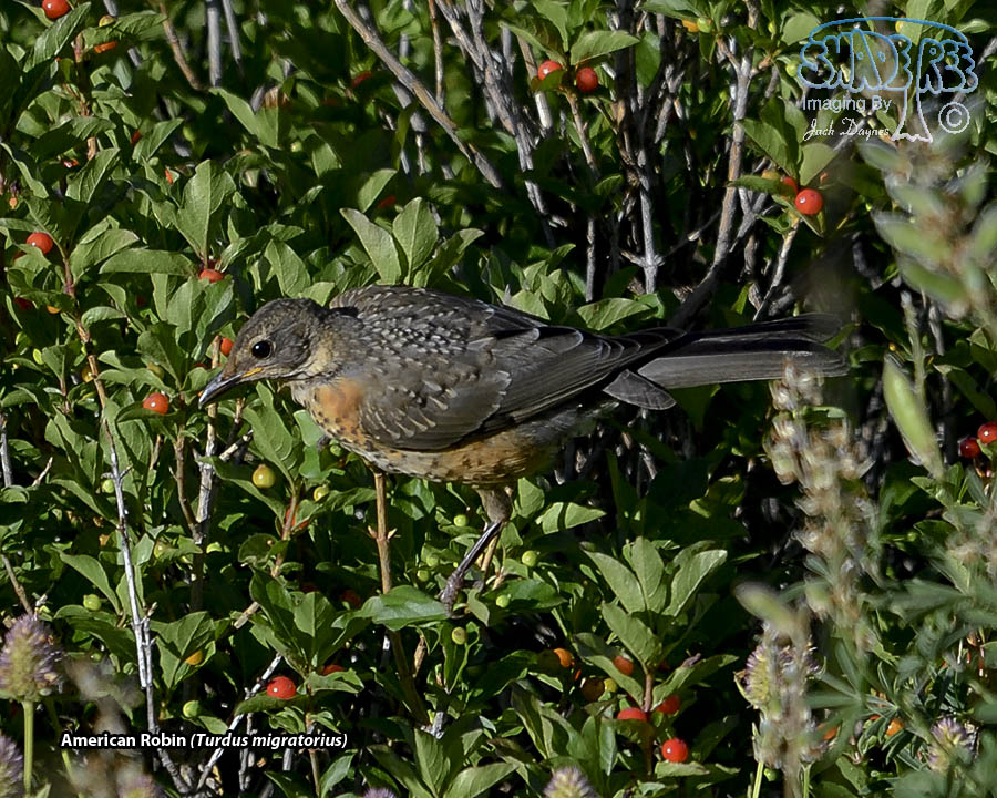 American Robin - Turdus migratorius