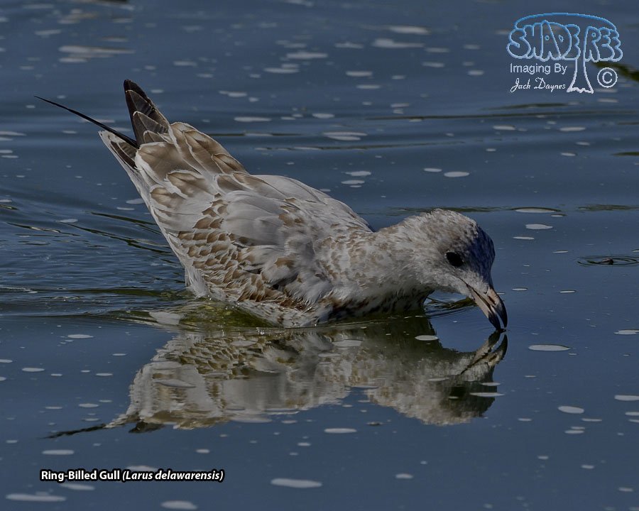 Ring-Billed Gull - Larus delawarensis