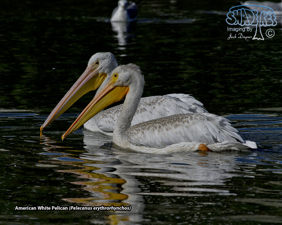 American White Pelican - Pelecanus erythrorhynchos