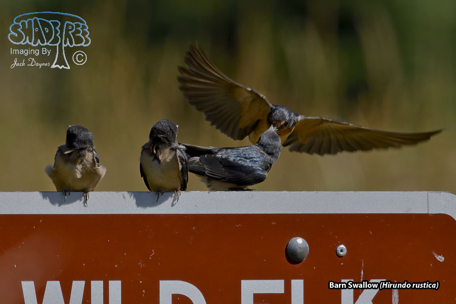 Barn Swallow - Hirundo rustica