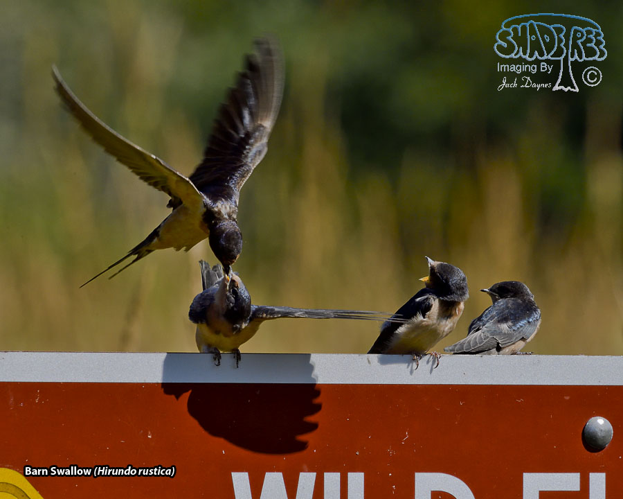 Barn Swallow - Hirundo rustica